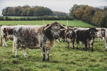 Beef Tallow – Das natürliche Fett für Küche und Hautpflege