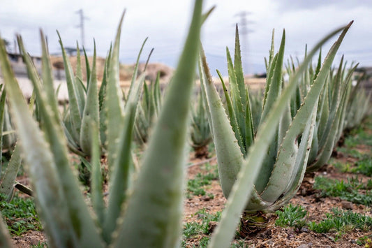 Aloe Vera