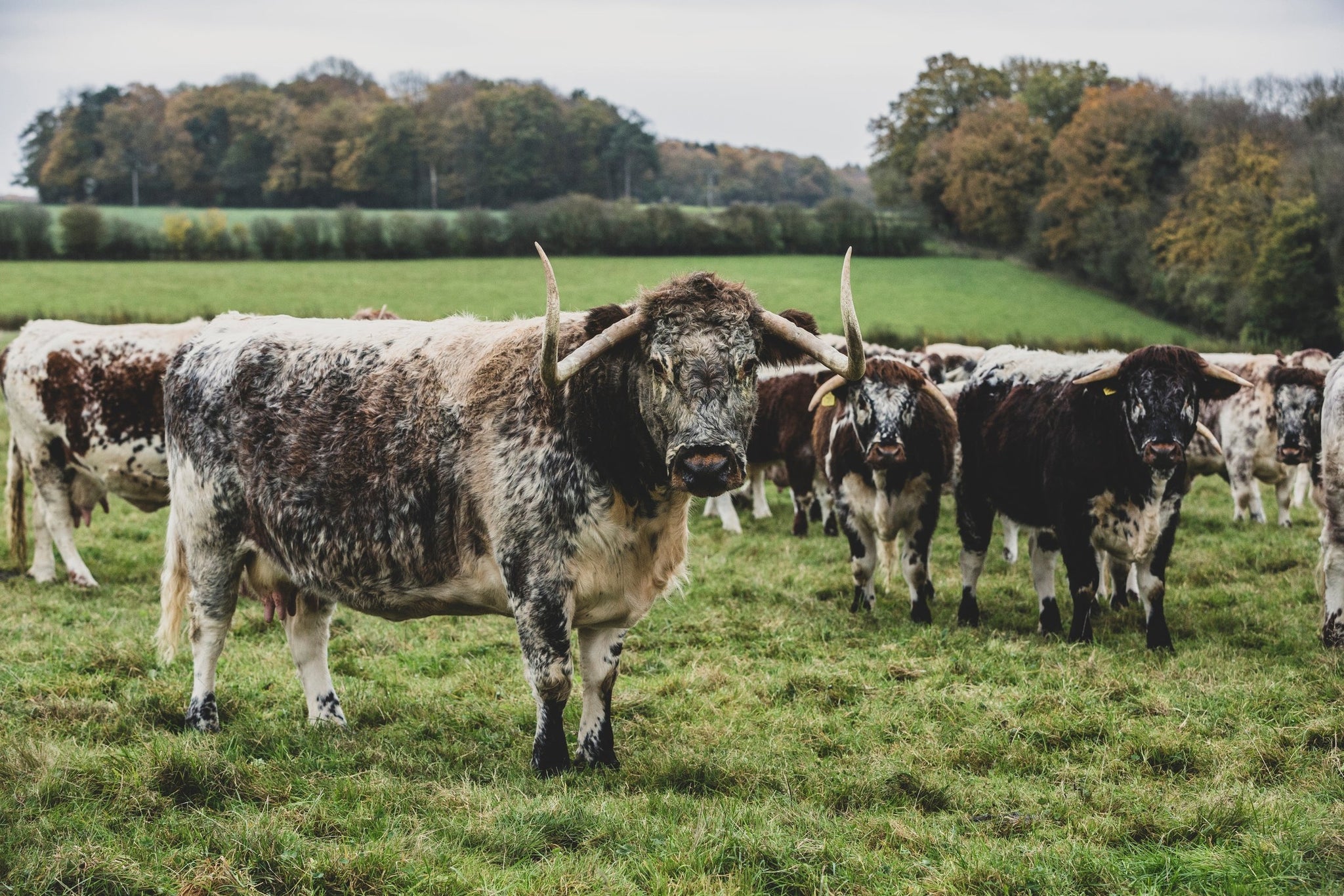 Beef Tallow – Das natürliche Fett für Küche und Hautpflege
